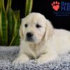 Image of Wrangler (trained), a Golden Retriever puppy