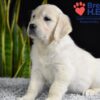 Image of Wrangler (trained), a Golden Retriever puppy