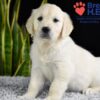 Image of Wrangler (trained), a Golden Retriever puppy