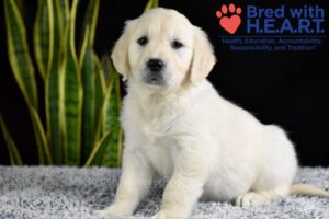 Image of Wrangler (trained), a Golden Retriever puppy