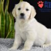 Image of Wrangler (trained), a Golden Retriever puppy