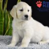 Image of Wrangler (trained), a Golden Retriever puppy