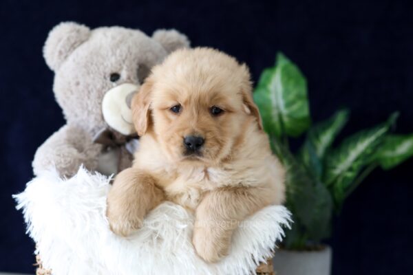 Image of Zack, a Golden Retriever puppy