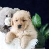 Image of Zack, a Golden Retriever puppy