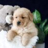 Image of Zack, a Golden Retriever puppy