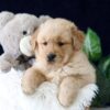 Image of Zack, a Golden Retriever puppy