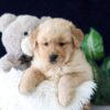 Image of Zack, a Golden Retriever puppy