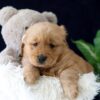 Image of Zander, a Golden Retriever puppy