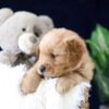 Image of Zander, a Golden Retriever puppy