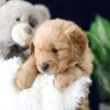 Image of Zander, a Golden Retriever puppy