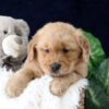 Image of Zander, a Golden Retriever puppy