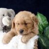 Image of Zander, a Golden Retriever puppy