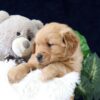 Image of Zander, a Golden Retriever puppy