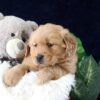 Image of Zander, a Golden Retriever puppy