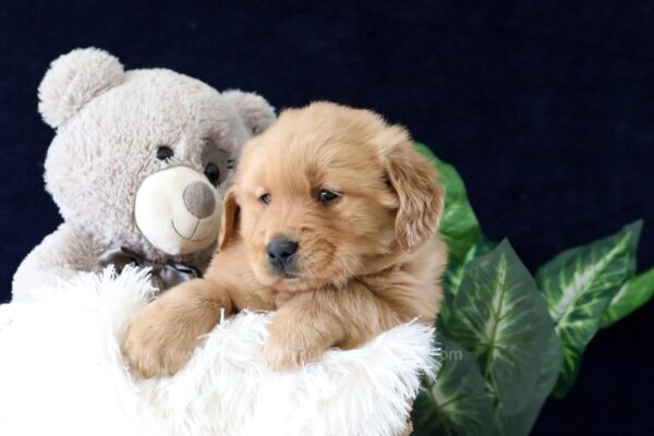 Image of Zander, a Golden Retriever puppy