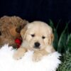 Image of Bandit, a Golden Retriever puppy