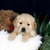 Image of Bandit, a Golden Retriever puppy