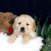 Image of Bandit, a Golden Retriever puppy