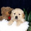 Image of Bandit, a Golden Retriever puppy