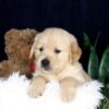 Image of Bandit, a Golden Retriever puppy