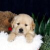 Image of Bandit, a Golden Retriever puppy