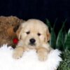 Image of Bandit, a Golden Retriever puppy