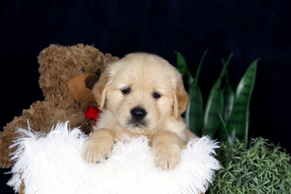 Image of Bandit, a Golden Retriever puppy