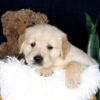 Image of Bouncer, a Golden Retriever puppy