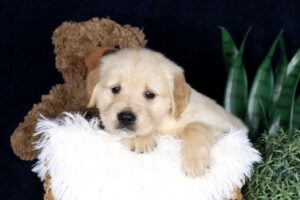 Image of Bouncer, a Golden Retriever puppy