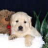 Image of Bouncer, a Golden Retriever puppy