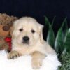 Image of Bouncer, a Golden Retriever puppy