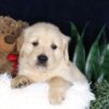 Image of Bouncer, a Golden Retriever puppy