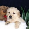 Image of Bouncer, a Golden Retriever puppy