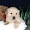 Image of Bouncer, a Golden Retriever puppy