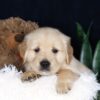 Image of Bouncer, a Golden Retriever puppy