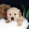 Image of Bouncer, a Golden Retriever puppy