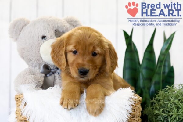 Image of Tori, a Golden Retriever puppy