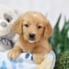 Image of Trixie, a Golden Retriever puppy