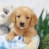 Image of Trixie, a Golden Retriever puppy