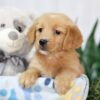 Image of Trixie, a Golden Retriever puppy