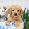 Image of Trixie, a Golden Retriever puppy