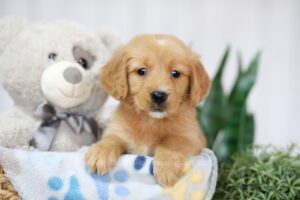 Image of Trixie, a Golden Retriever puppy