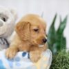 Image of Trixie, a Golden Retriever puppy