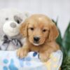 Image of Trixie, a Golden Retriever puppy