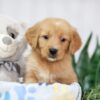 Image of Trixie, a Golden Retriever puppy