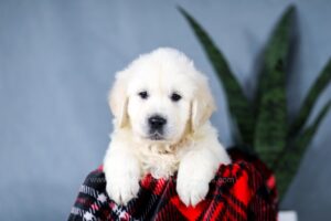 Image of Ace, a Golden Retriever puppy