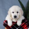 Image of Alice, a Golden Retriever puppy