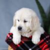 Image of Alice, a Golden Retriever puppy