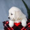 Image of Alice, a Golden Retriever puppy