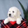 Image of Alice, a Golden Retriever puppy